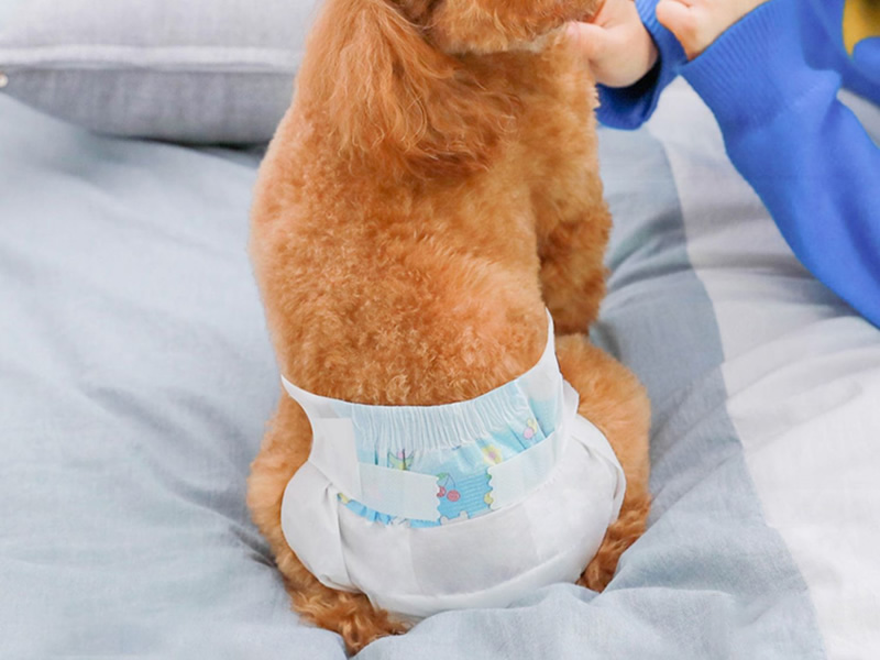 Pet Care